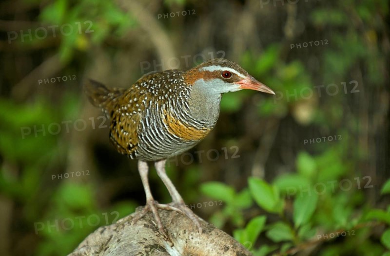 Buff-banded buff-banded rail