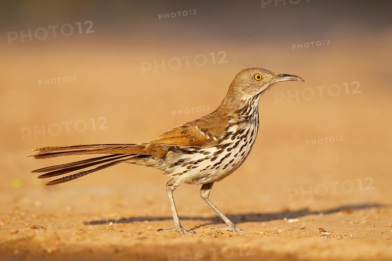 Long-billed thrasher