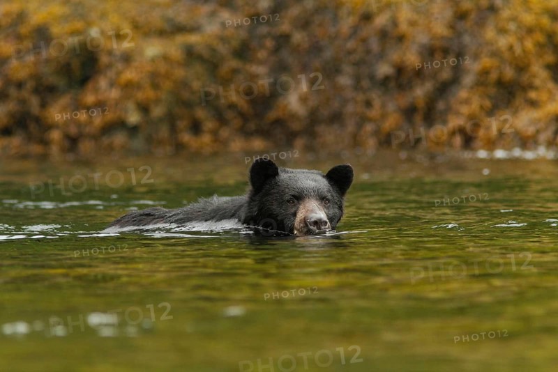 Kermode bear