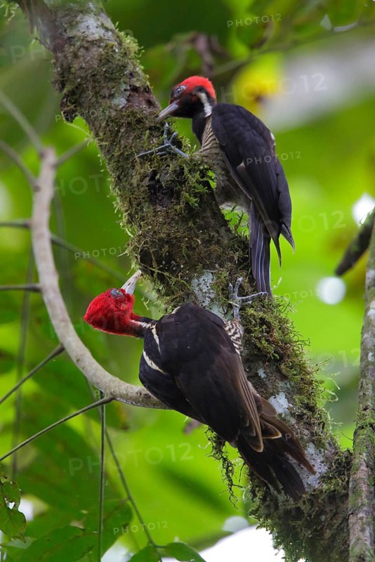 Pale-billed Woodpecker