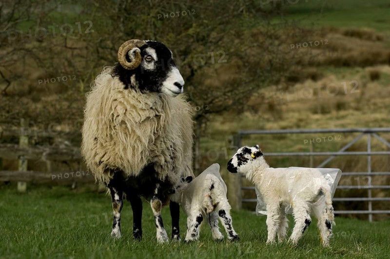 Domestic Sheep