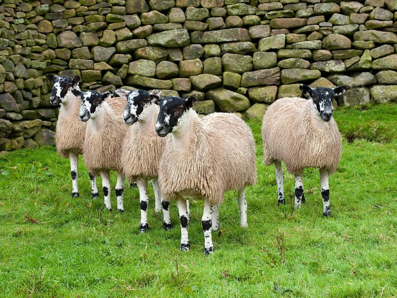Domestic sheep