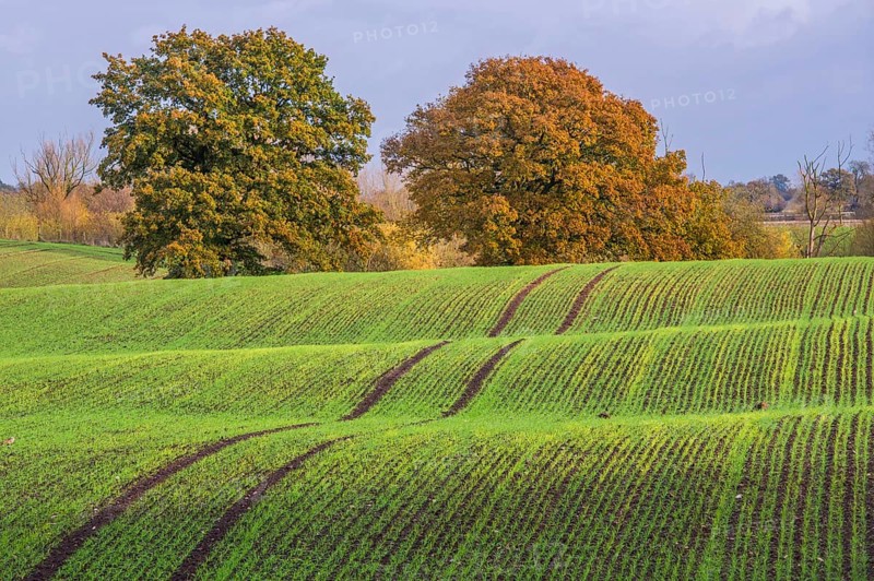 View of arable farmland with mature trees in undulating field