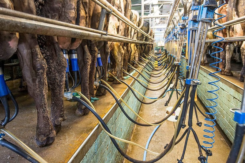 Dairy farming