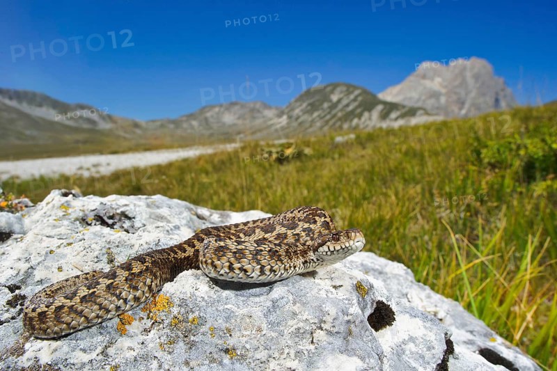 Meadow viper