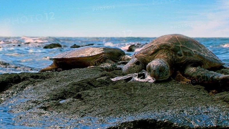 Chelonia mydas agassizi