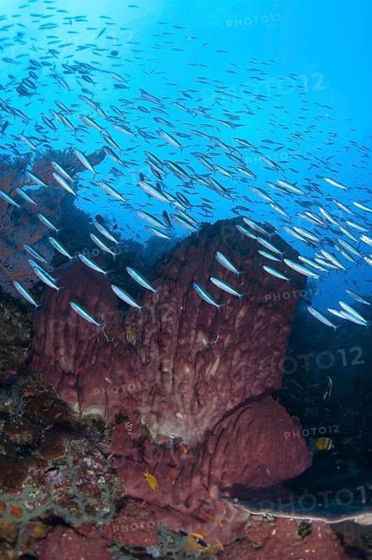 Blue-striped fusiliers