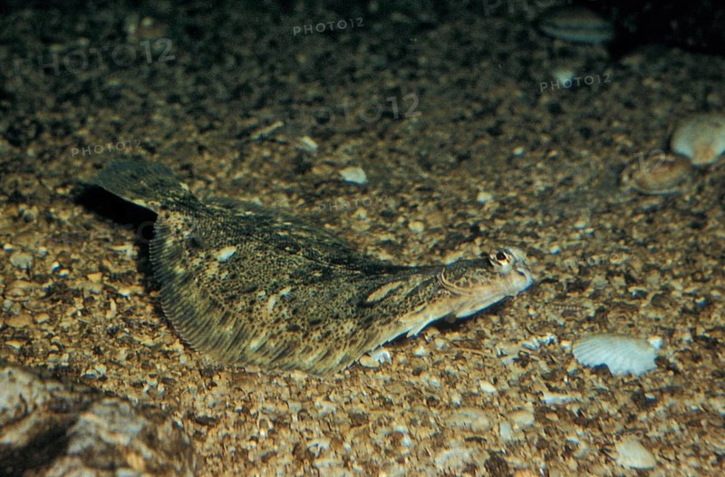 Lemon sole