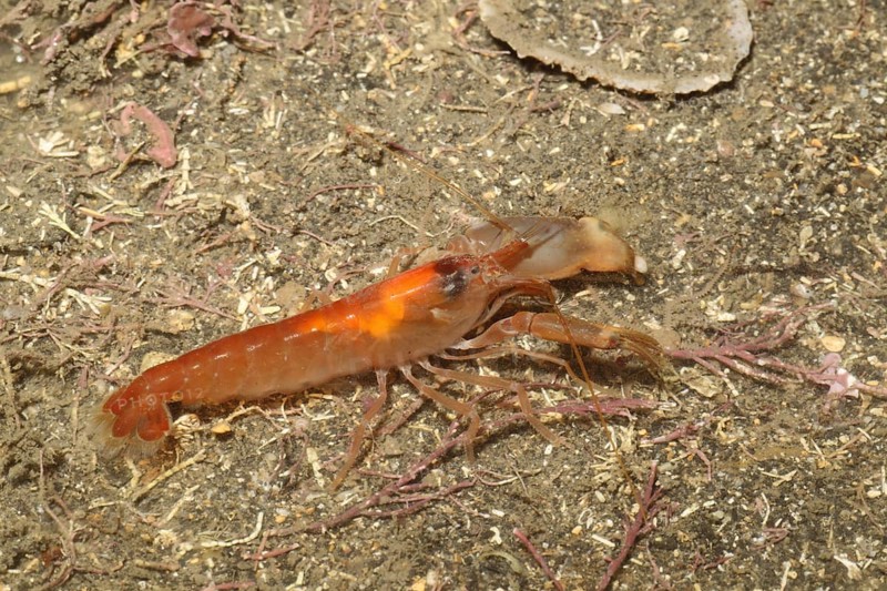 Snapping Prawn