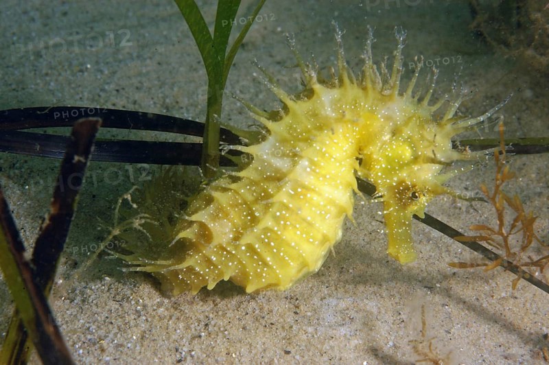 Long-snouted Seahorse