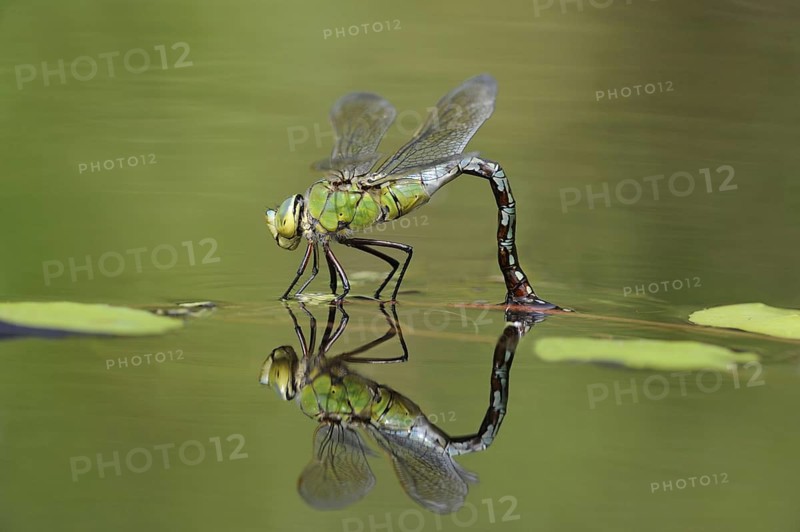 Large damselfly