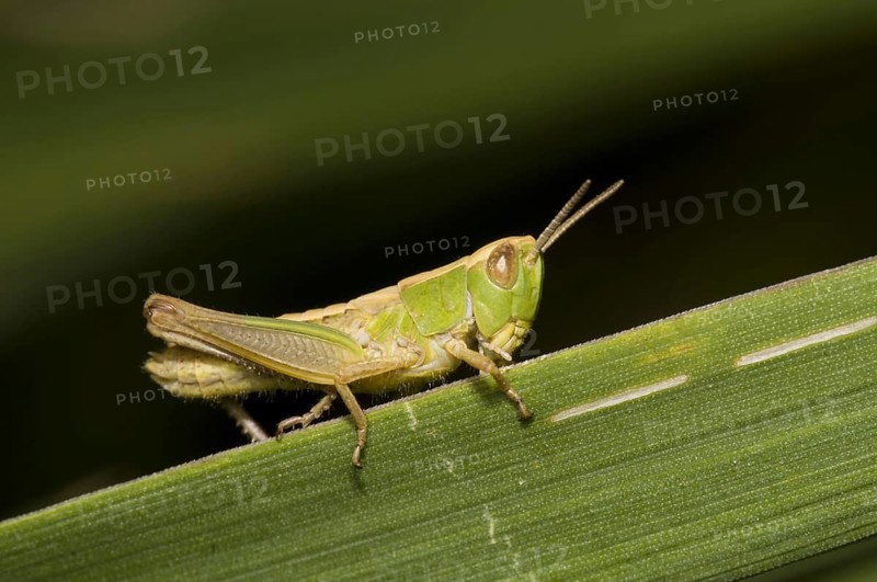 Lesser marsh grasshopper