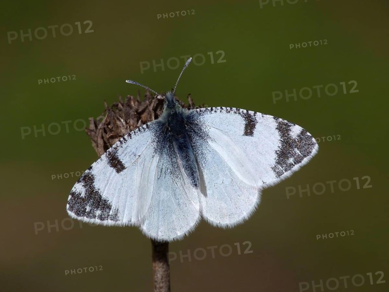 Male Portuguese Spotted White
