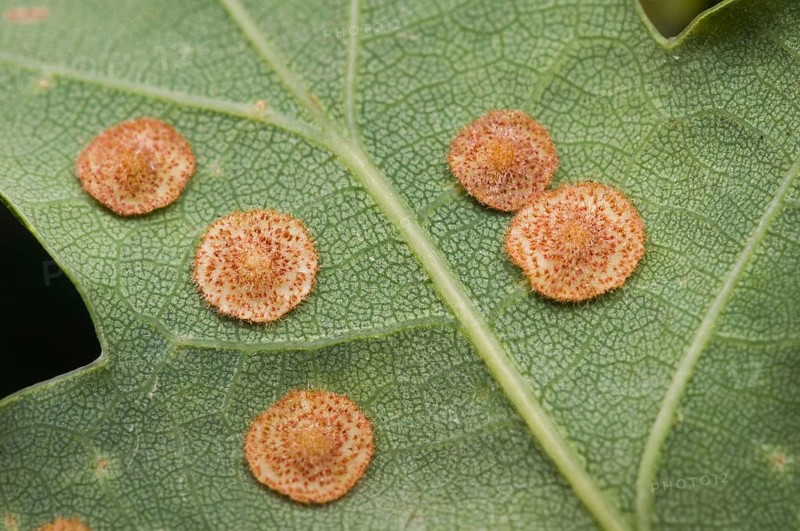 Common Spangle Gall Wasp