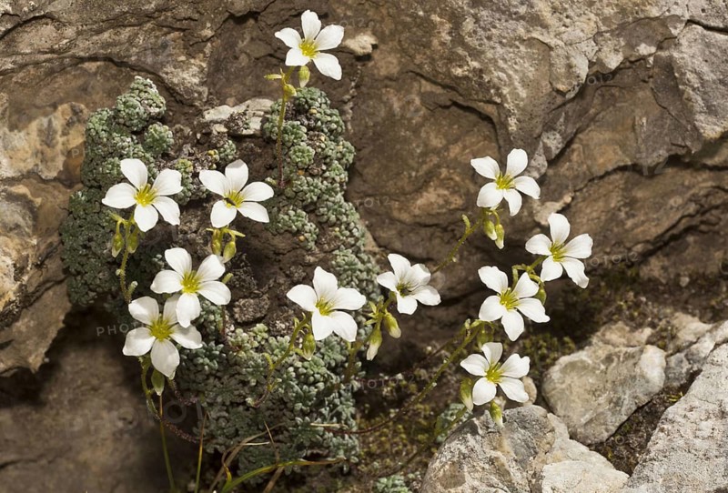 Blue-green Saxifrage