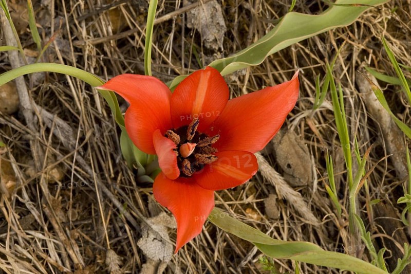 Small early flowering tulip