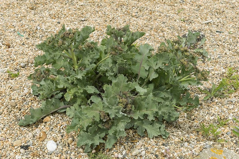 Sea kale