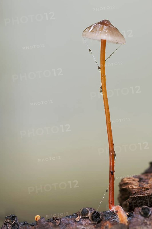 Saffrondrop bonnet