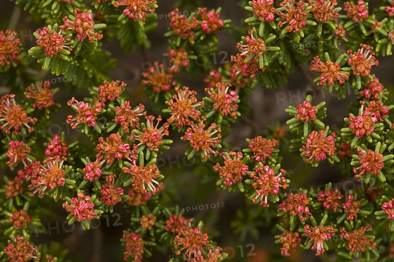 Portuguese crowberry