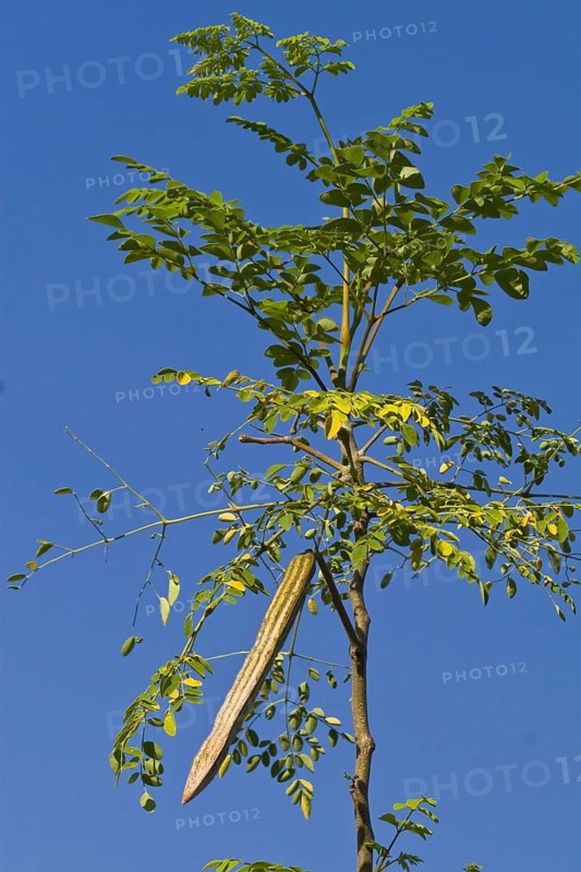 Horseradish tree