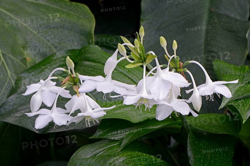 Heart chalice or amazon lily