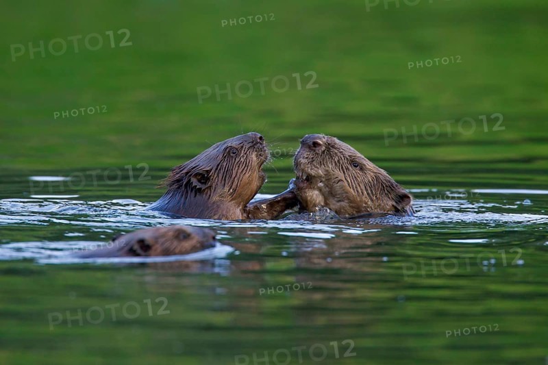 Eurasian beaver