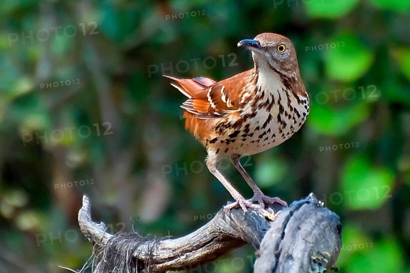 Red-backed Mockingbird