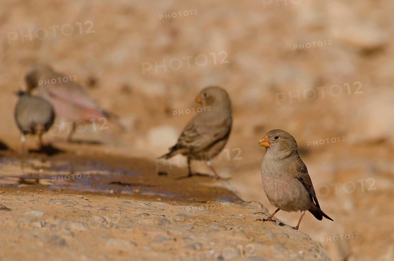 Trumpeter finch