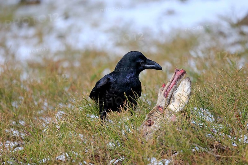 Common raven