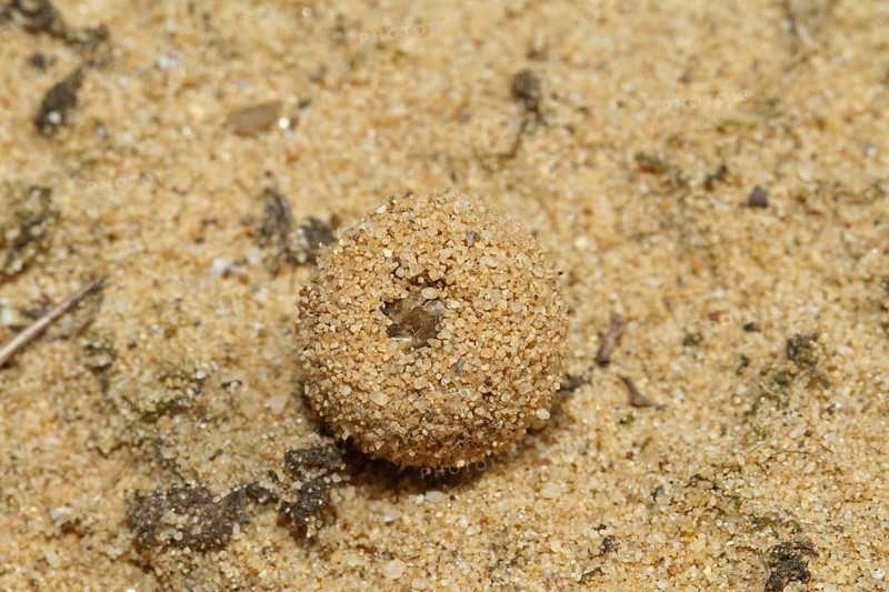 Dune ant lion