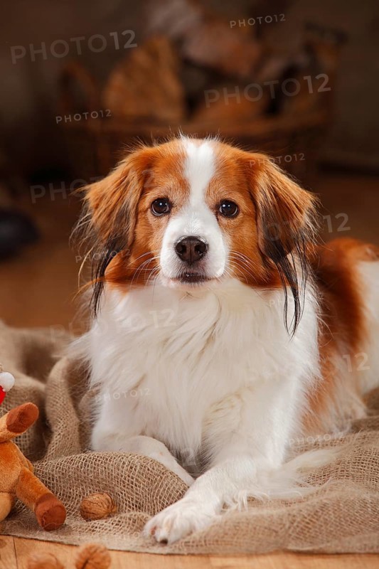 Kooikerhondje