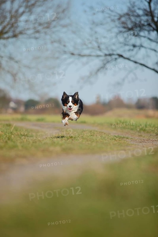 Australian Shepherd