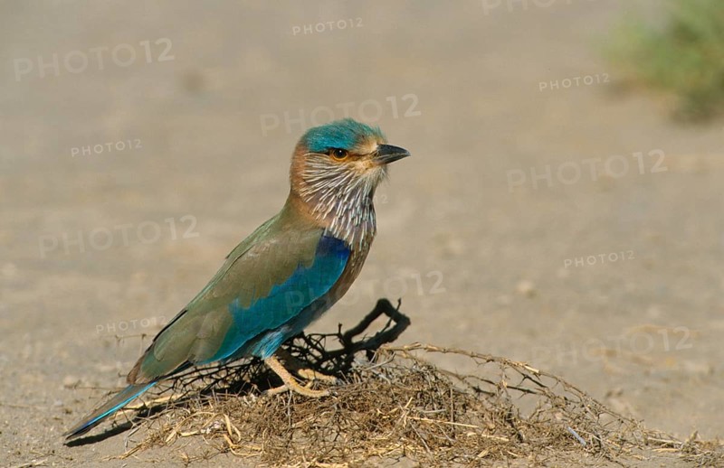 Indian indian roller
