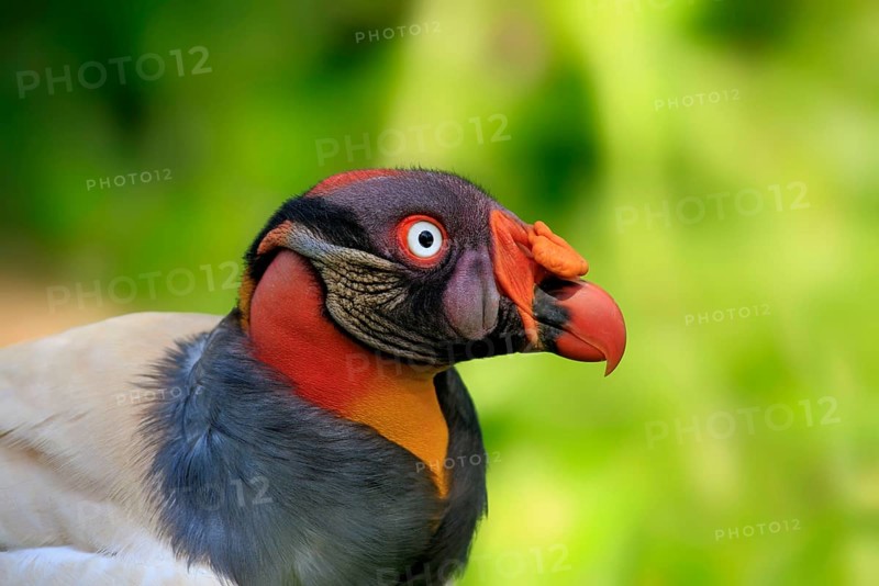 King vulture