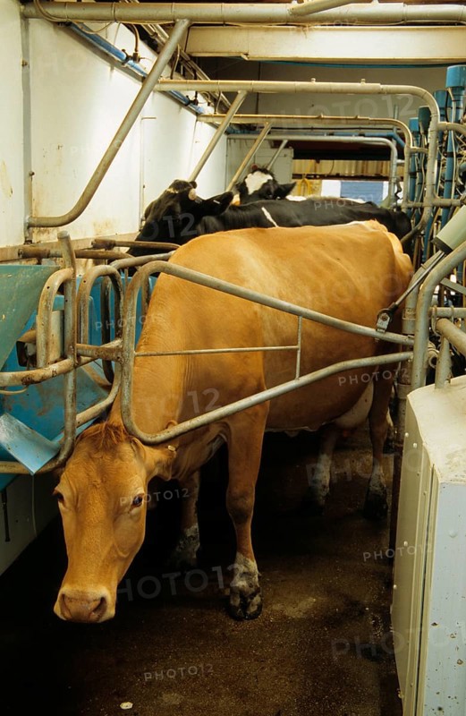 Dairy farming