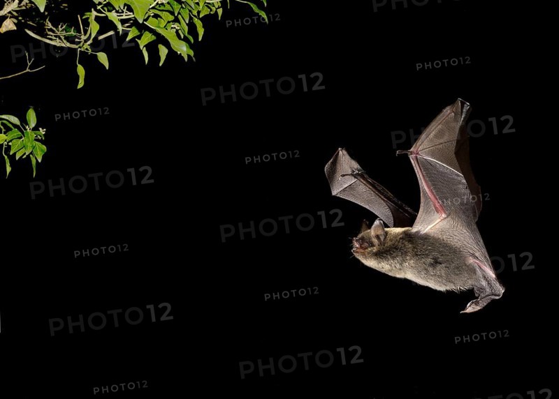 Brandt's brandt's bat