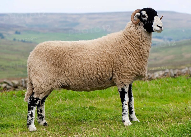 Domestic Sheep