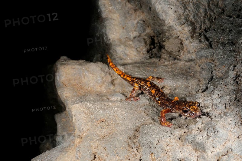 Strinati's Cave Salamander