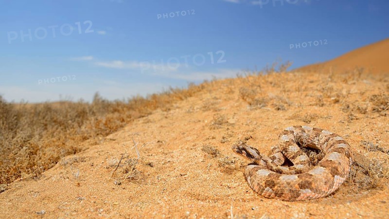 Horned dwarf puff adder