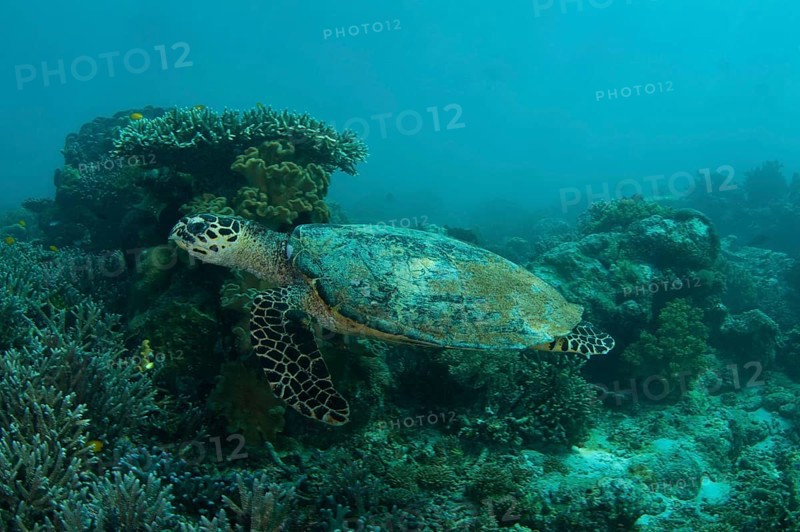 Loggerhead Turtle