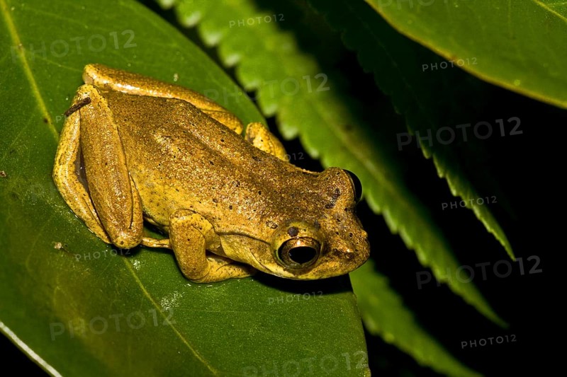 Madagascar frog