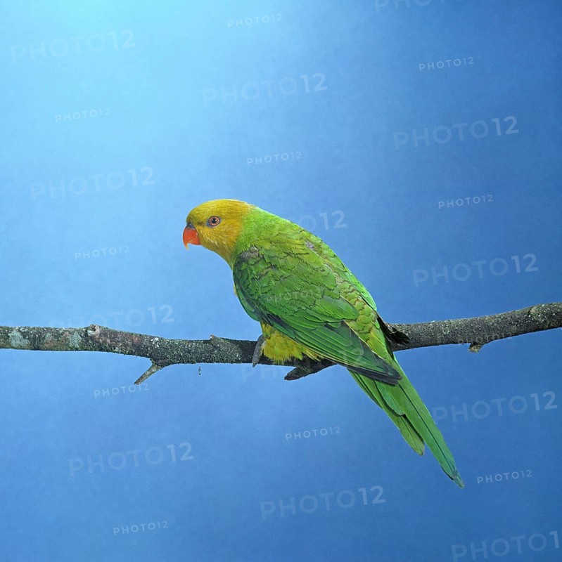 Yellowhead Floris