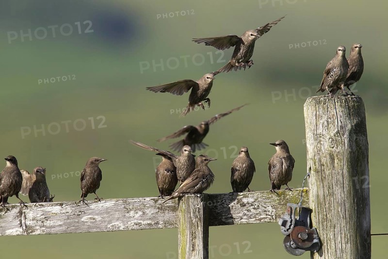 Juvenile common starling