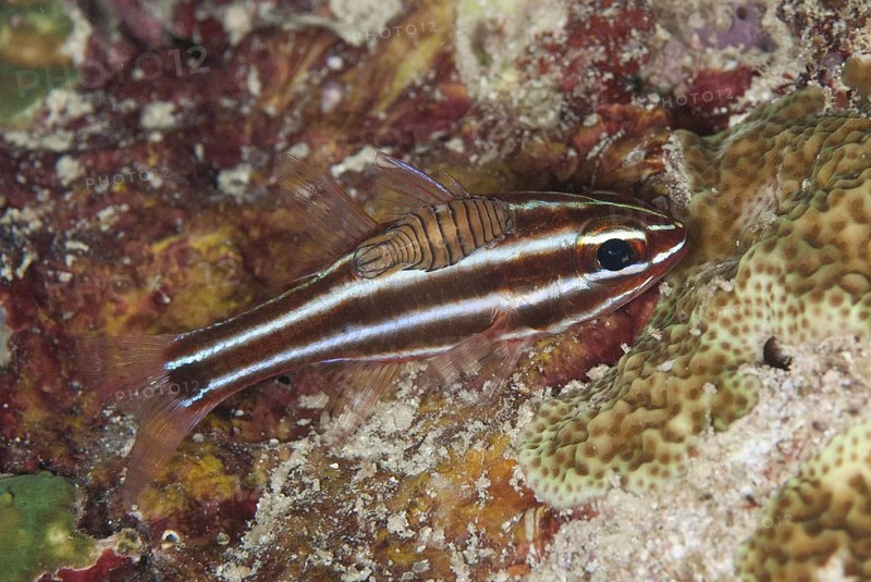 Cardinalfish