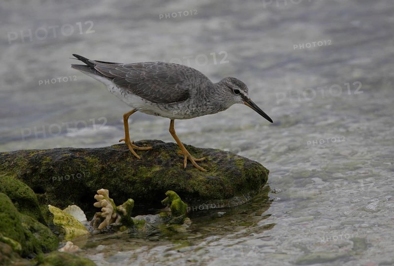 Grey-tailed Tattler