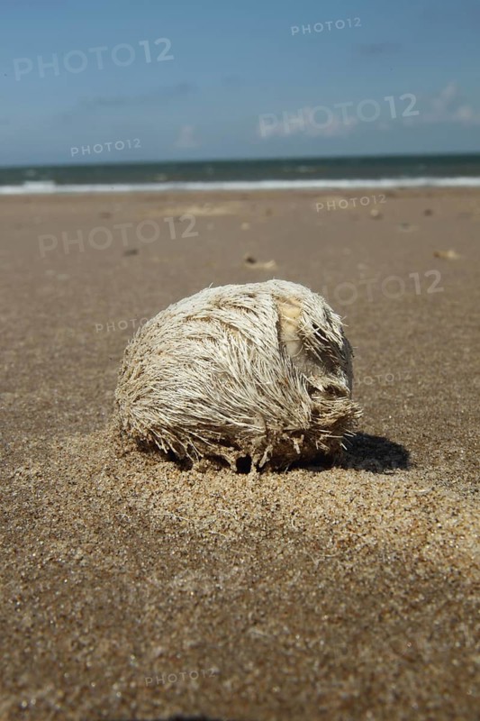 Test for heart urchin