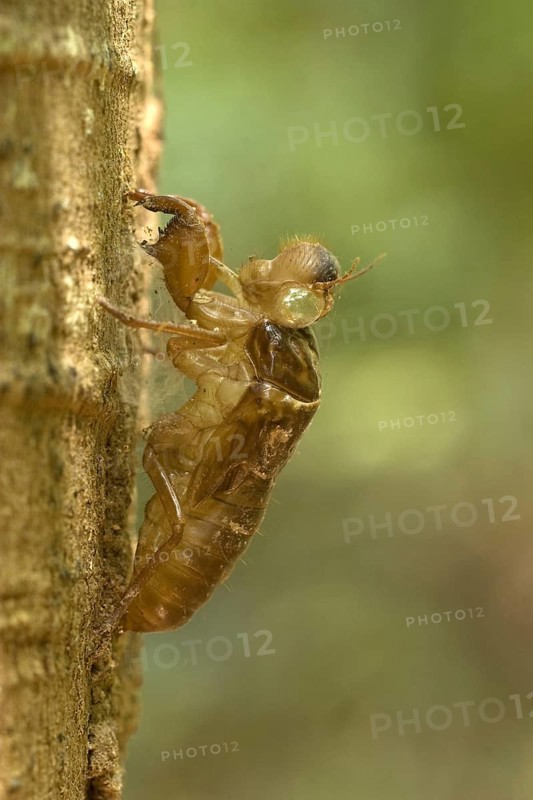 Cicada
