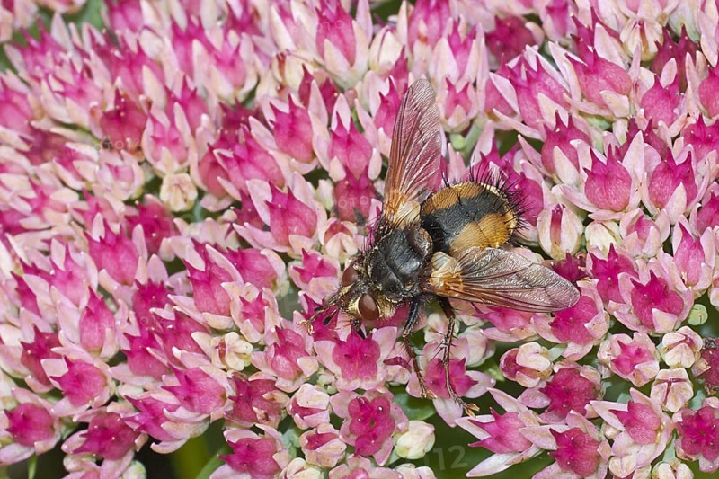 Tachinid Fly