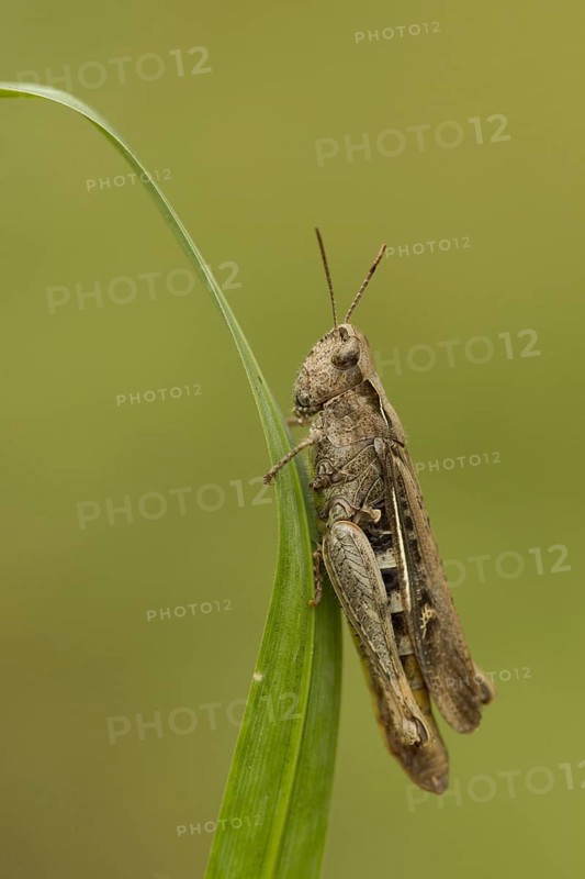 Meadow Grasshopper