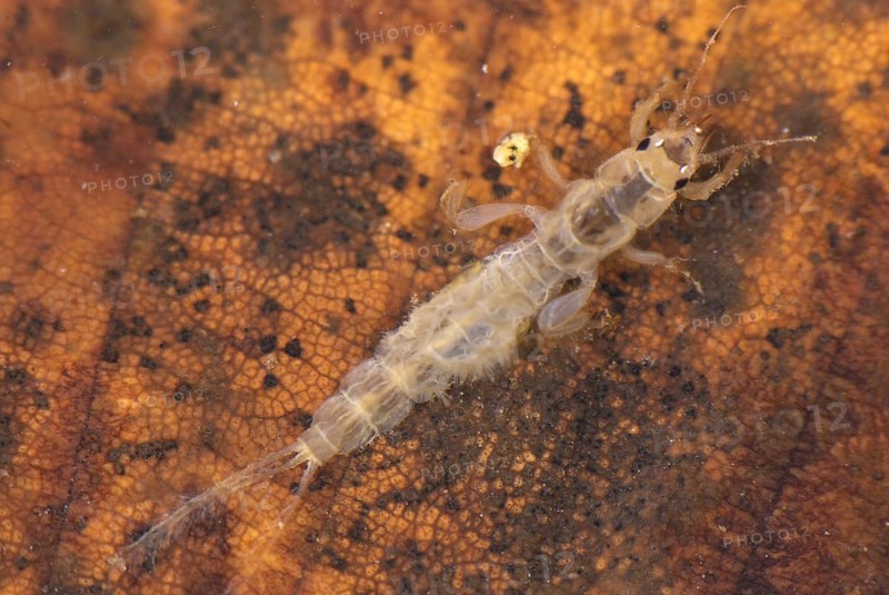 Mayfly